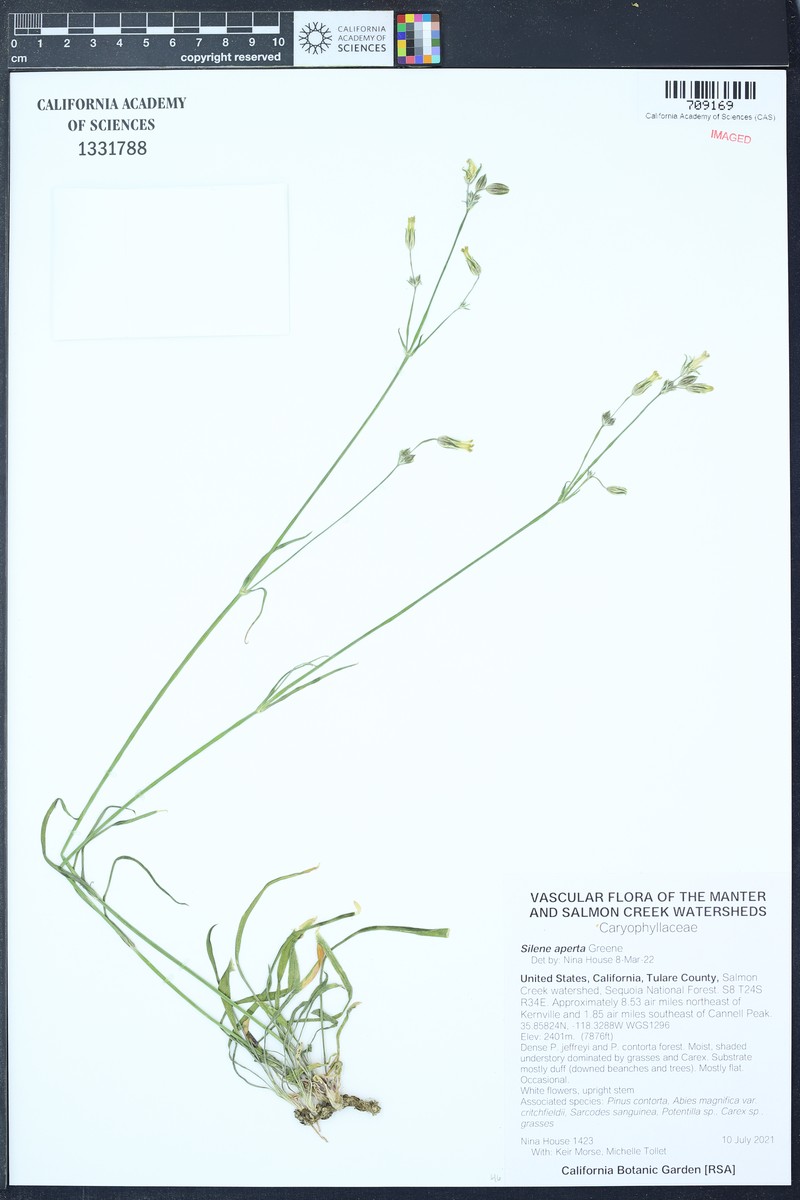 Naked Catchfly photo 5