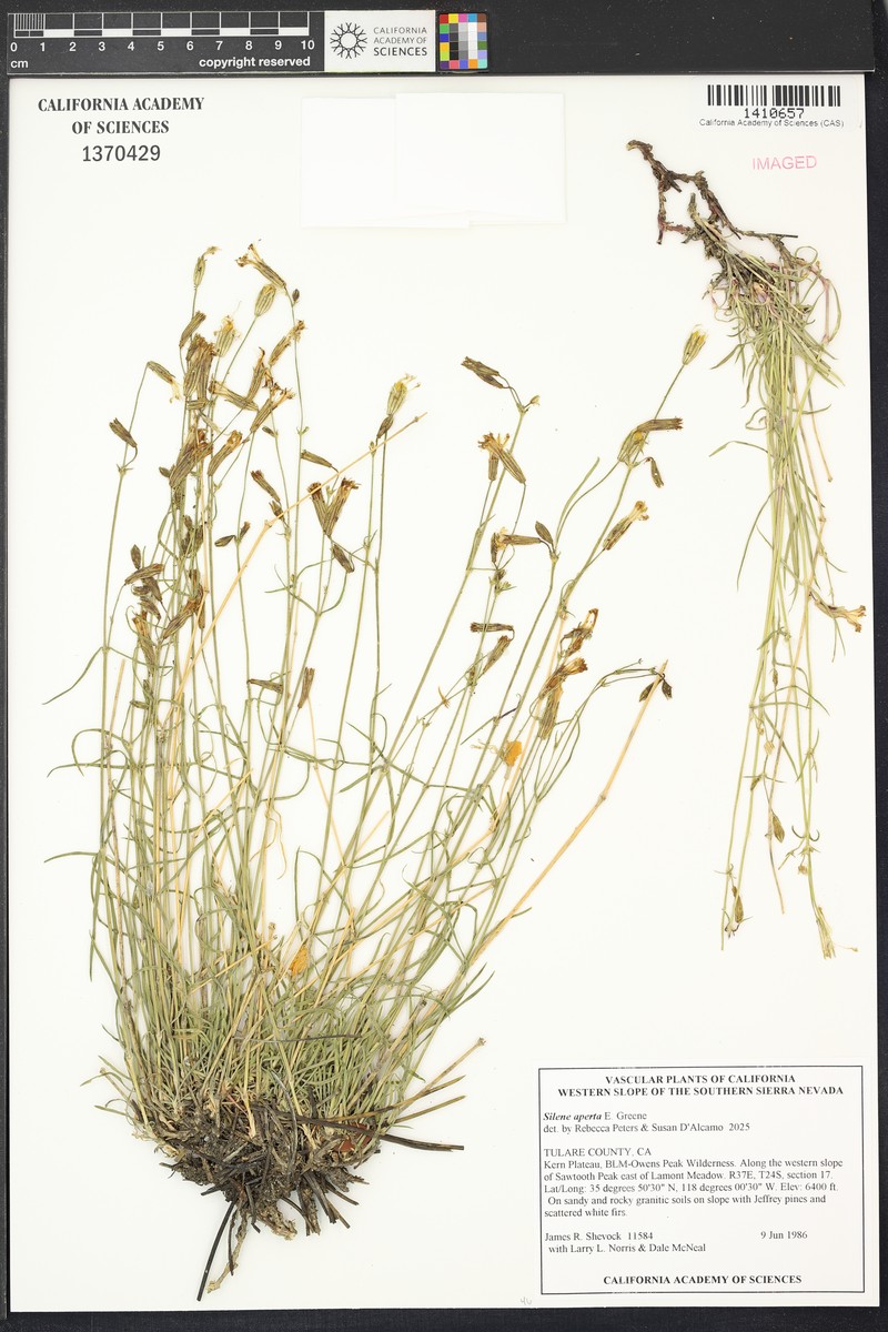 Naked Catchfly photo 6