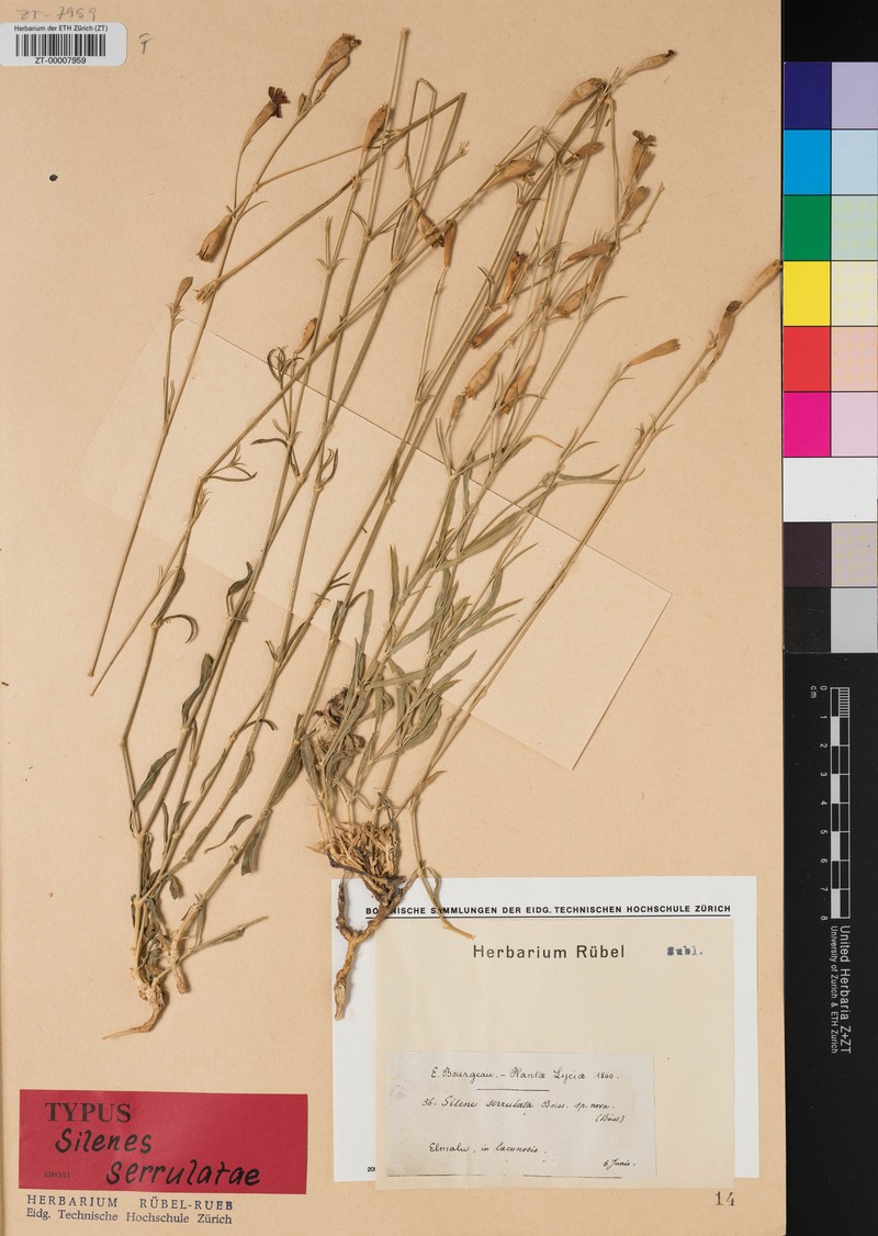 Silene armena var. serrulata