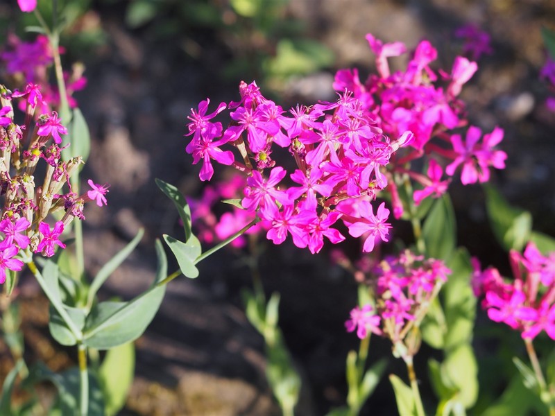Sweet William Silene photo 3