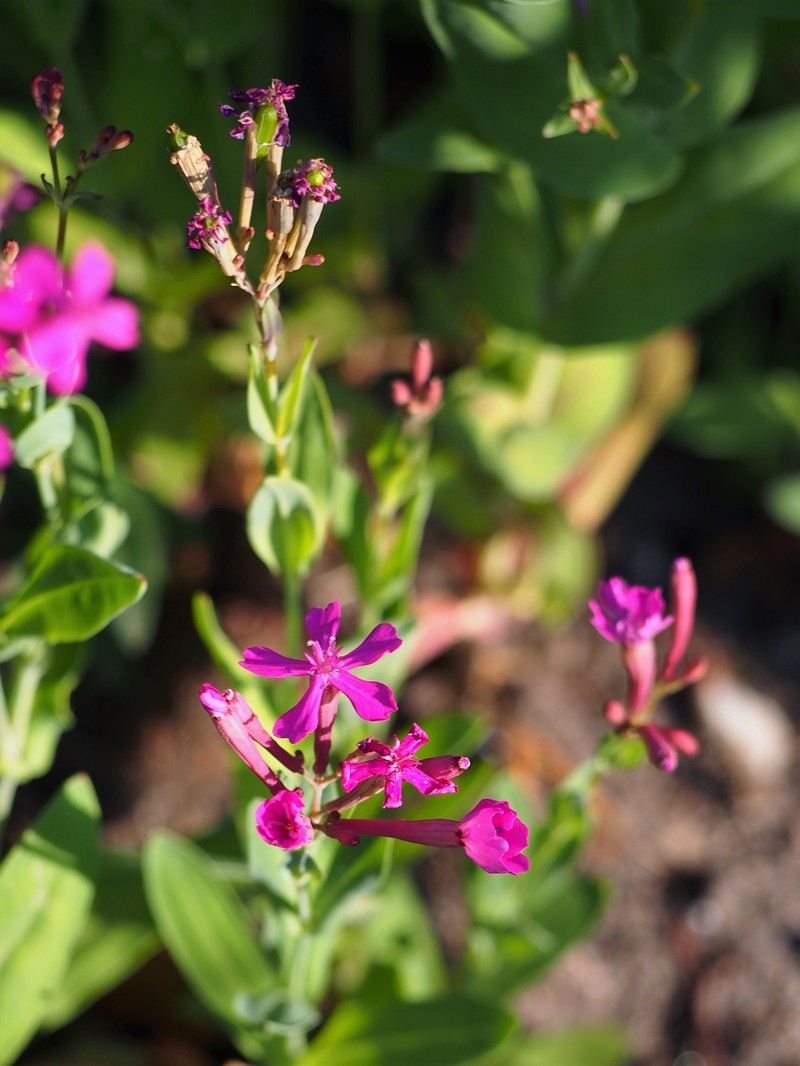 Sweet William Silene photo 4