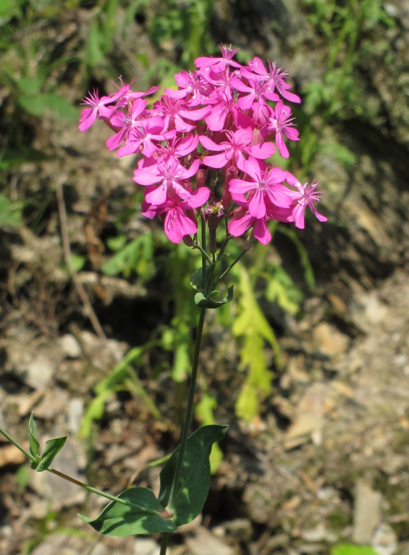 Sweet William Silene photo 5