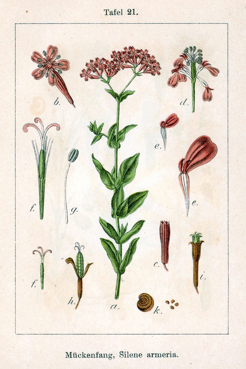 Sweet William Silene photo 2