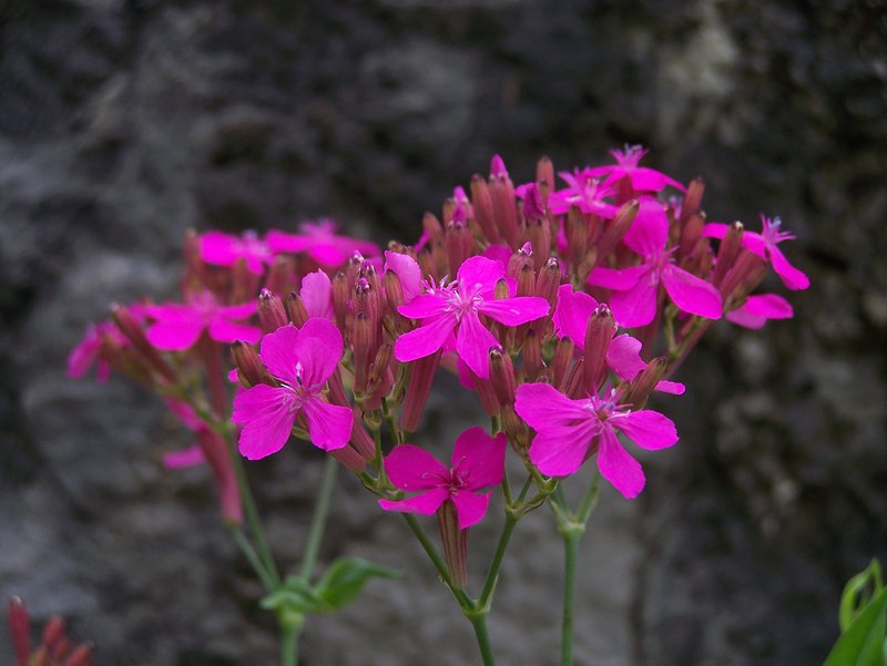 Sweet William Silene photo 6