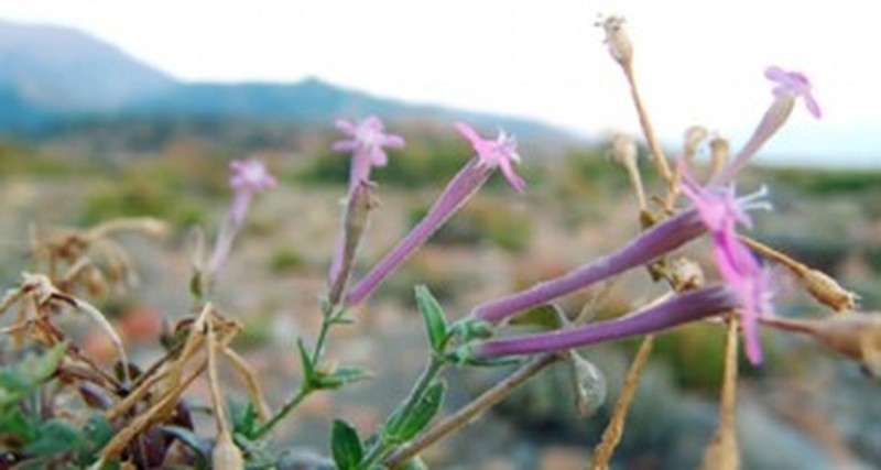 Silene arsuzensis