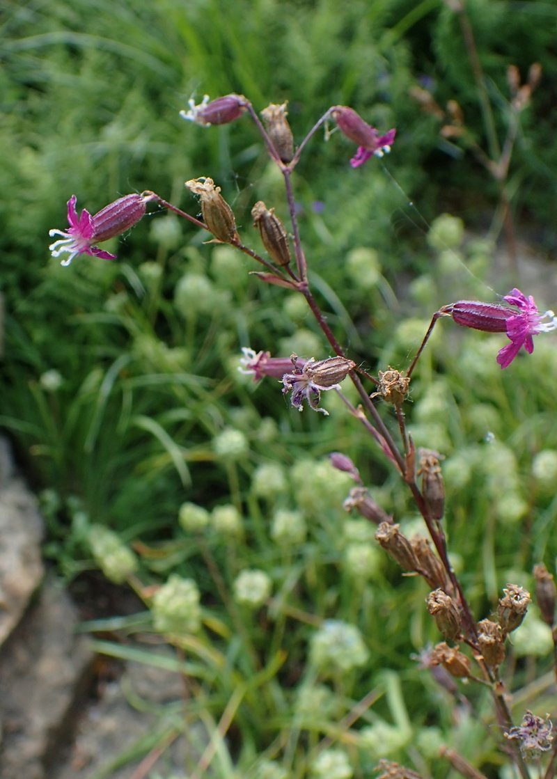 Silene atropurpurea