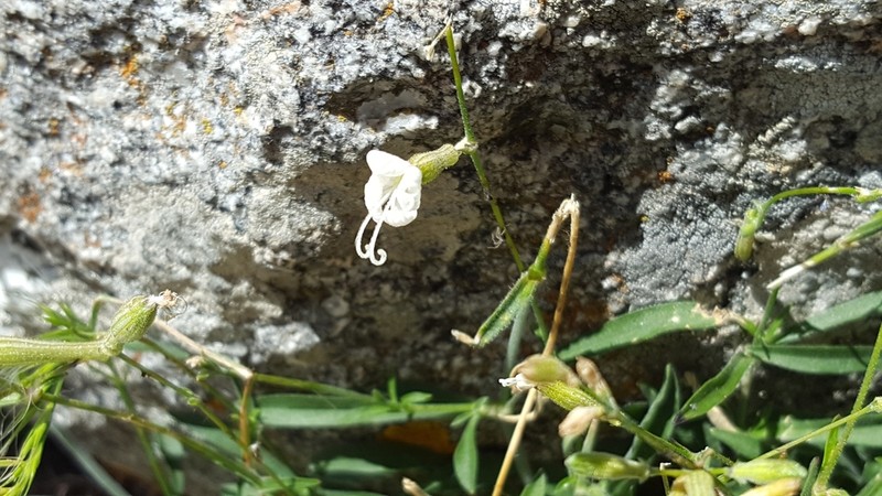 Silene badaroi photo 2