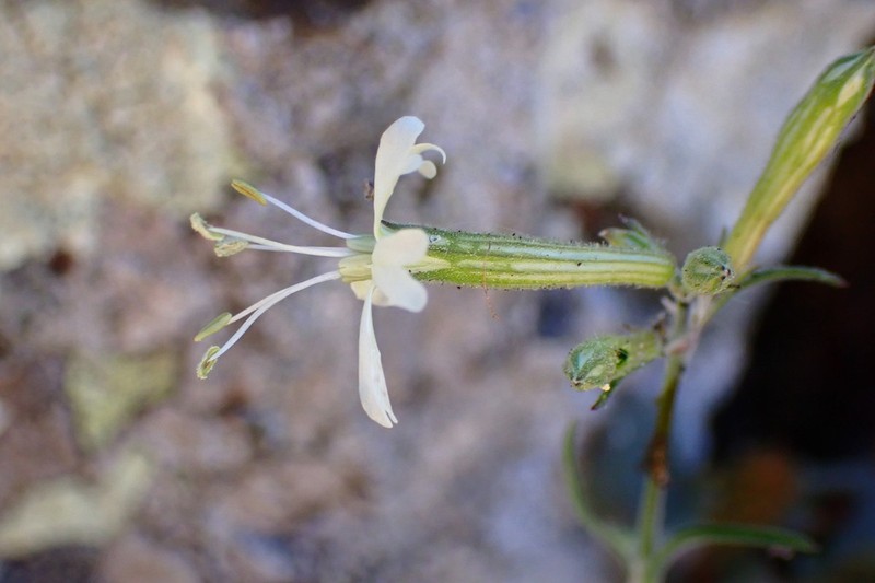 Silene badaroi photo 3