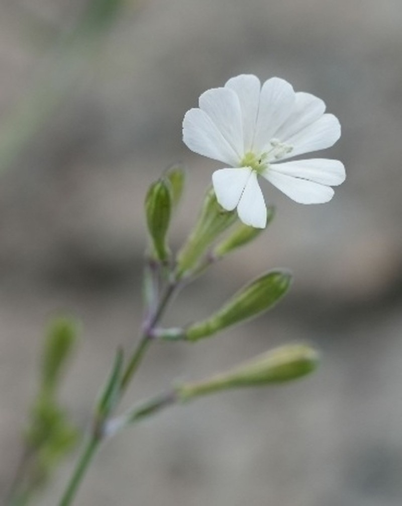 Silene badaroi photo 4