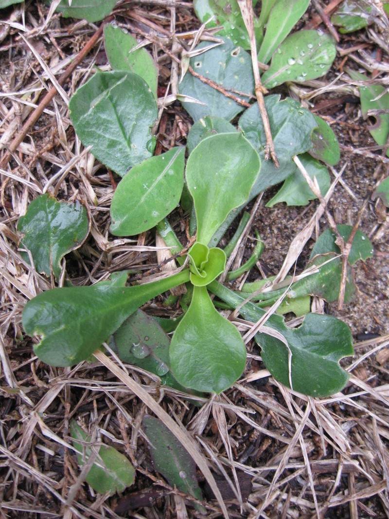 Silene badaroi photo 5