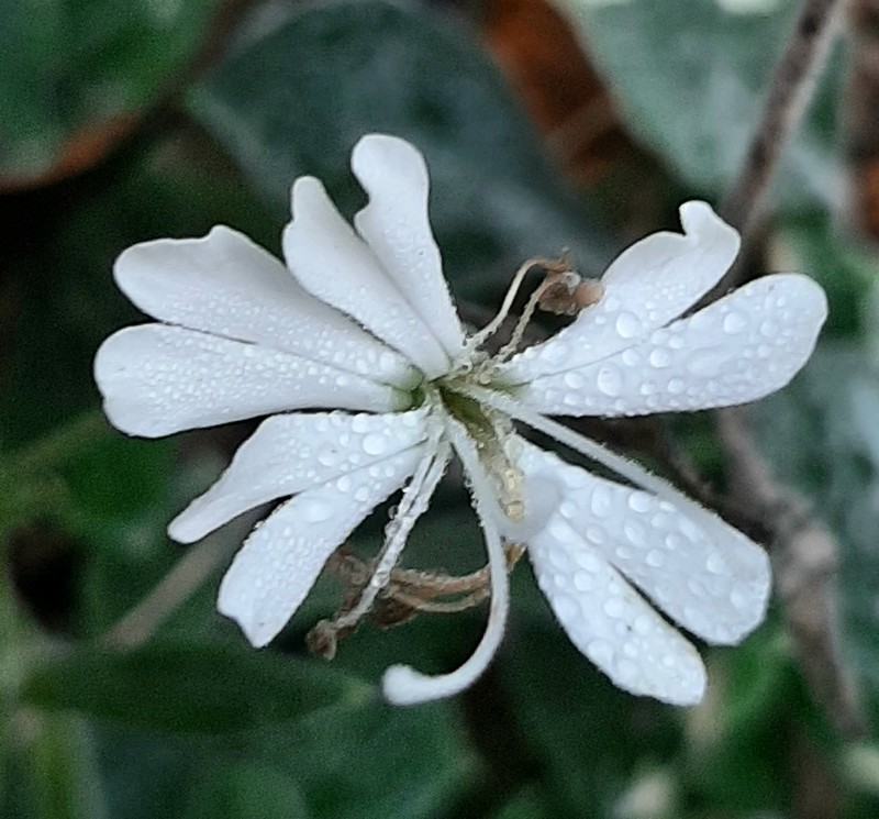 Silene badaroi photo 6
