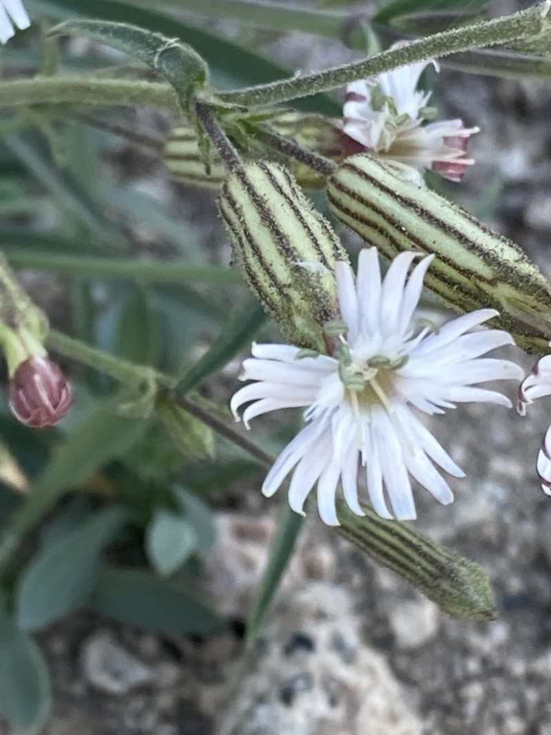 Palmer's Catchfly
