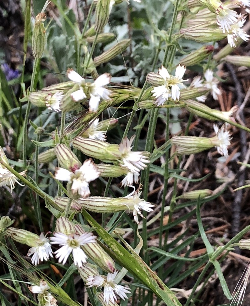 Palmer's Catchfly photo 2