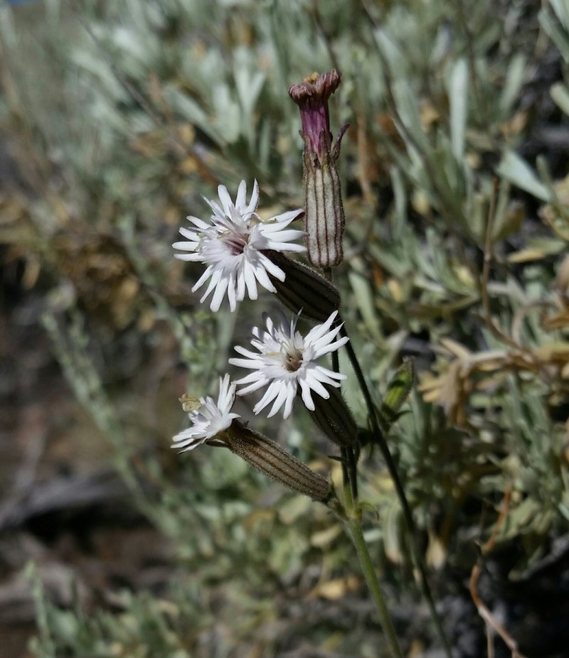 Palmer's Catchfly photo 3