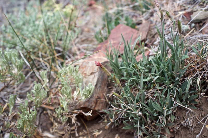 Palmer's Catchfly photo 4