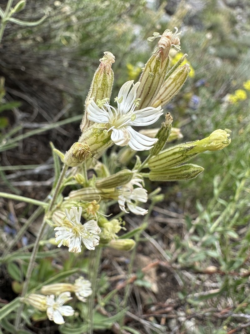 Palmer's Catchfly photo 5