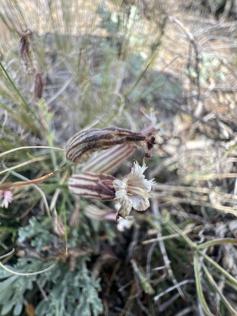 Palmer's Catchfly photo 6