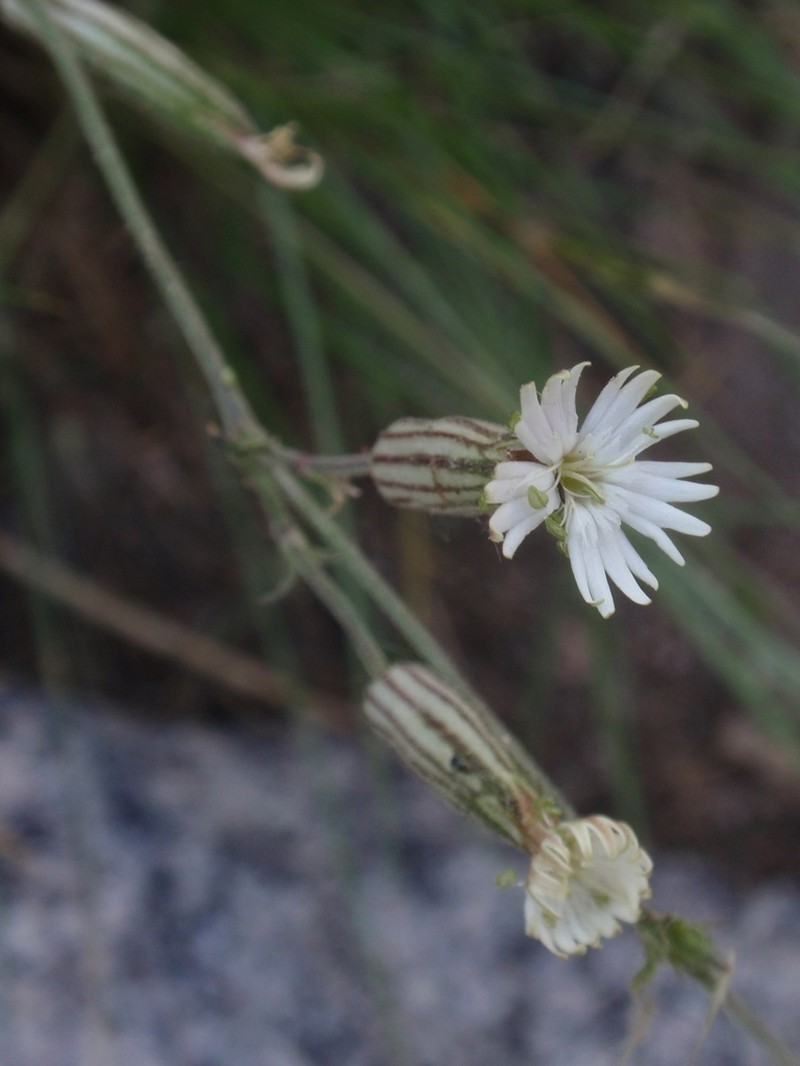 Palmer's Catchfly photo 7