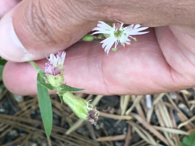 Palmer's Catchfly photo 8