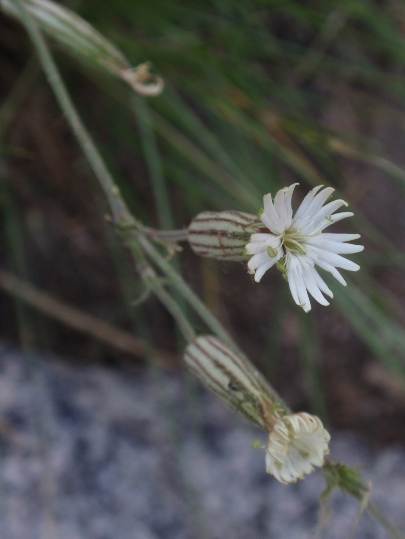 Palmer's Catchfly
