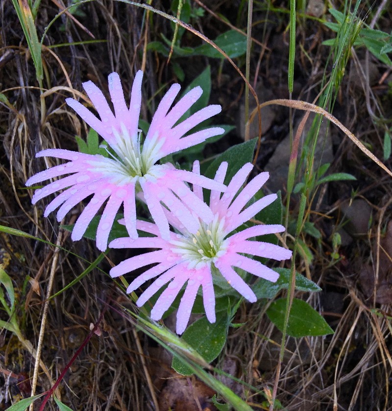 Silene bolanderi