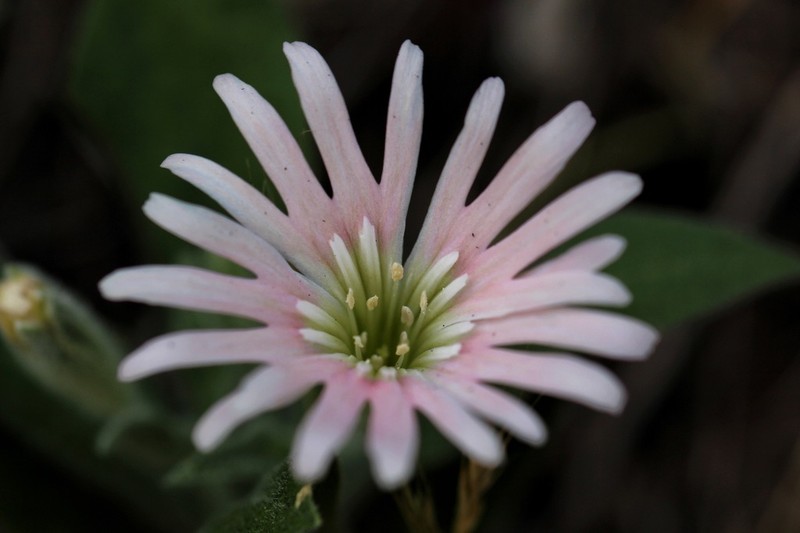 Silene bolanderi photo 2