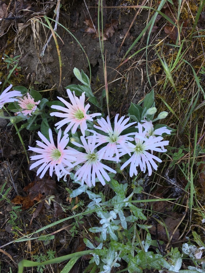 Silene bolanderi photo 3