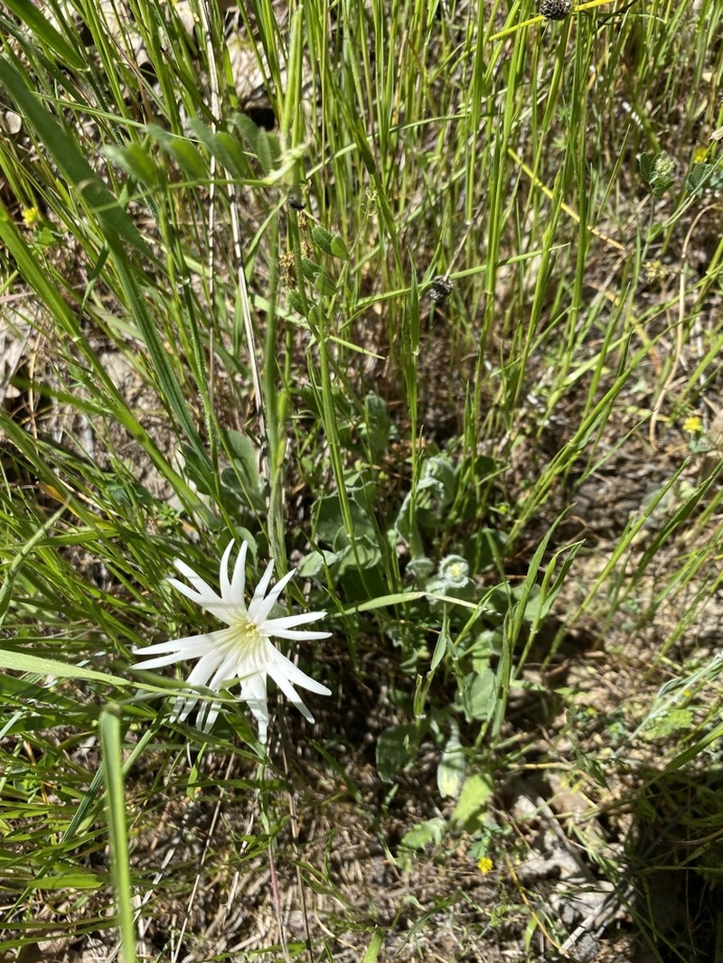 Silene bolanderi photo 4