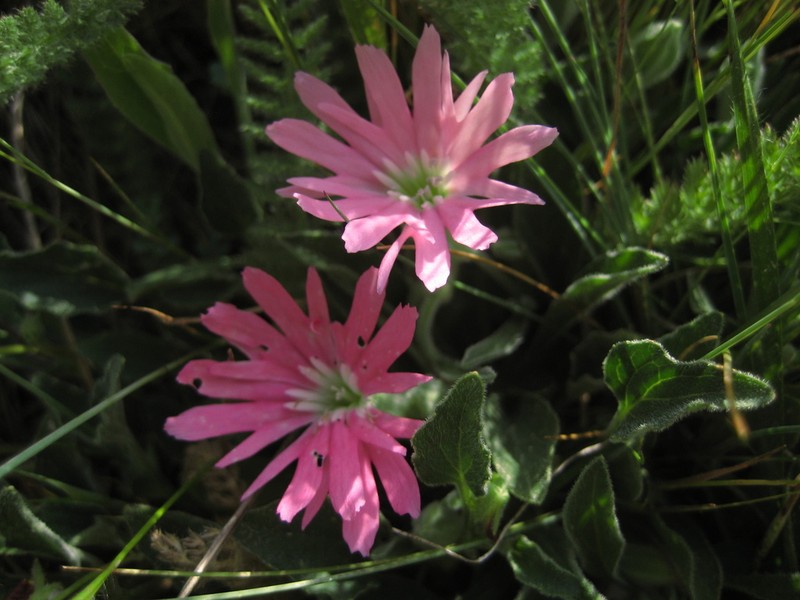 Silene bolanderi photo 5