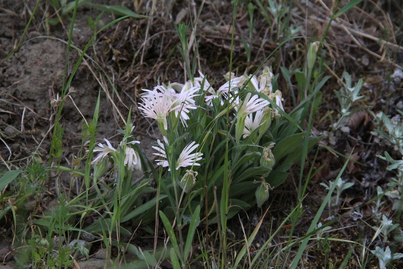 Silene bolanderi photo 6