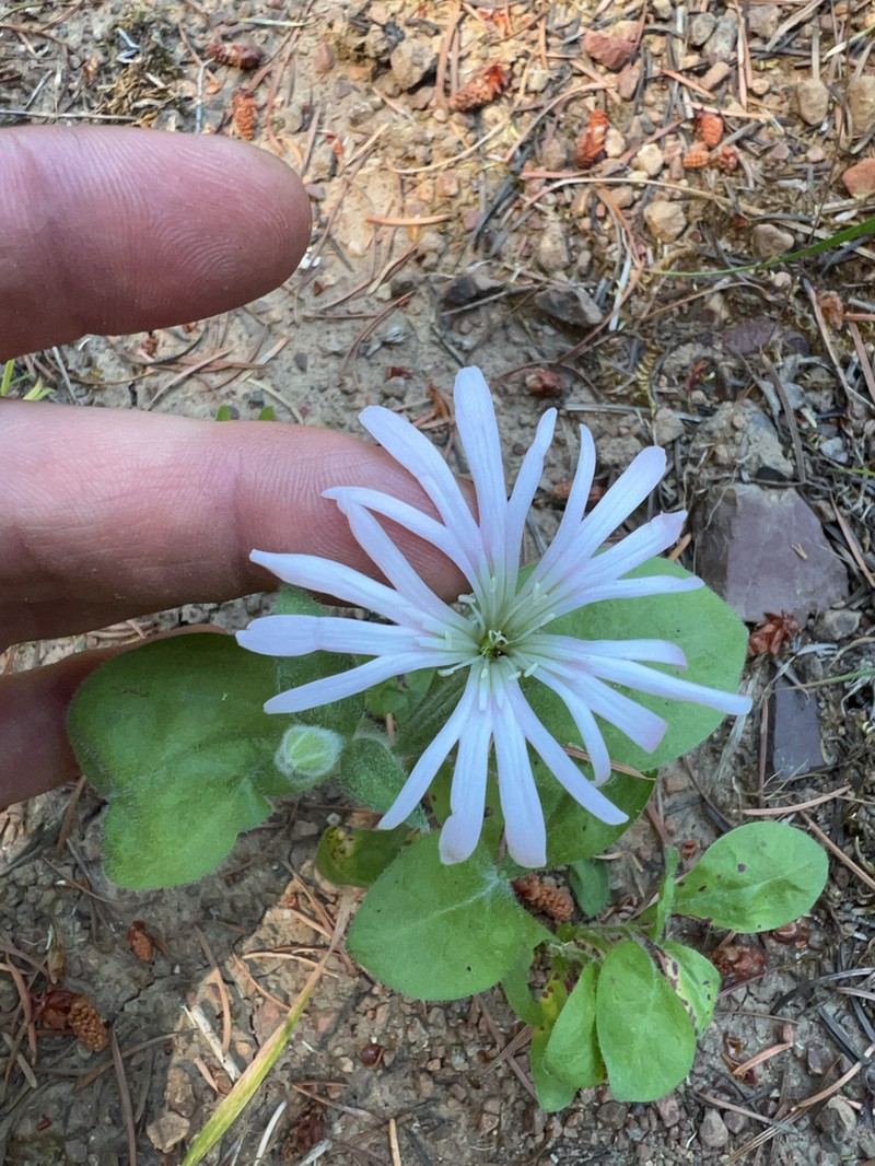 Silene bolanderi photo 7