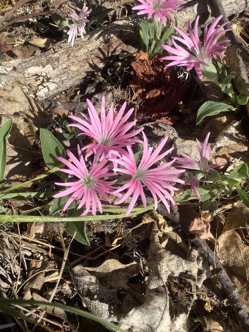 Silene bolanderi photo 8