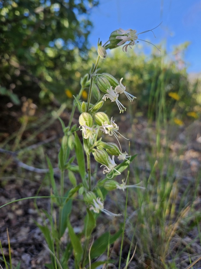 Bridges' Catchfly photo 2