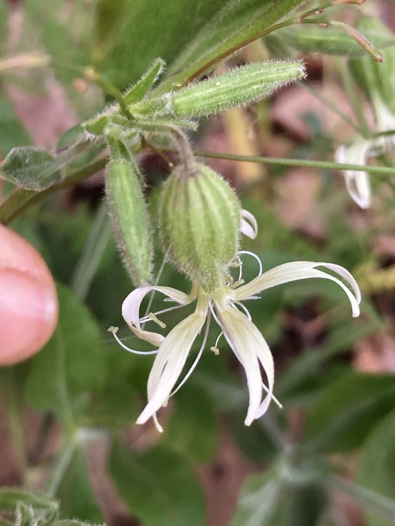 Bridges' Catchfly photo 3