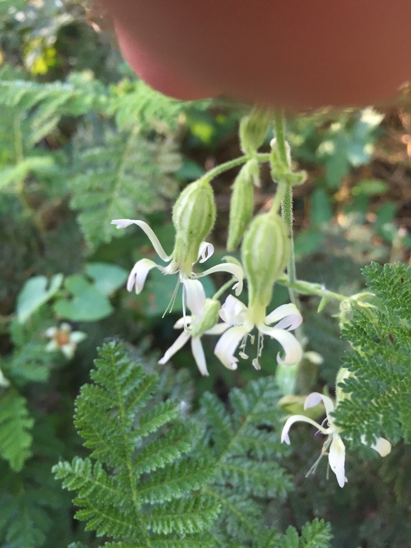 Bridges' Catchfly photo 4