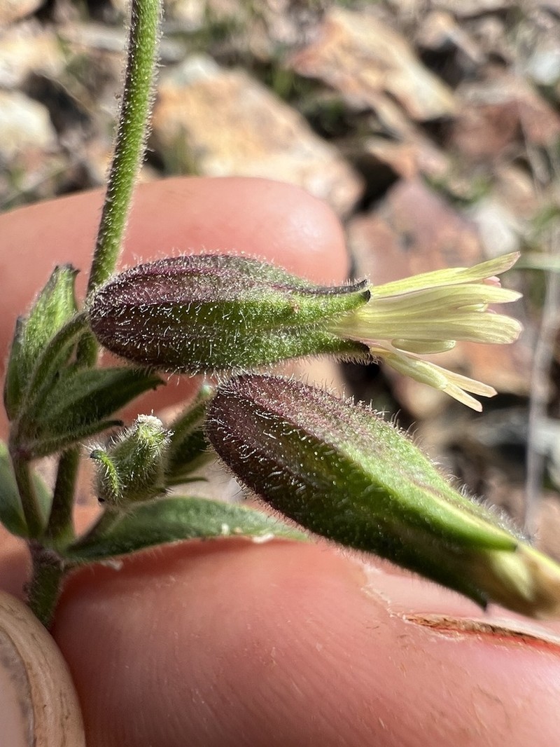 Bridges' Catchfly photo 5