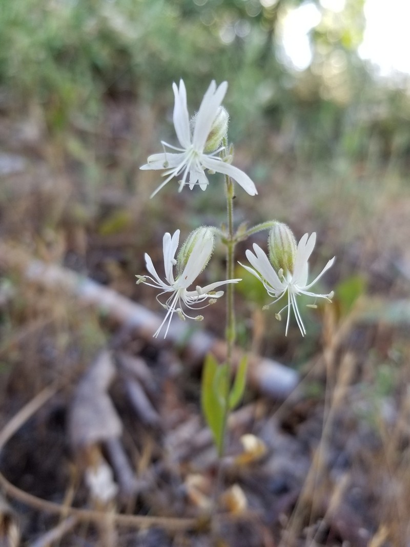 Bridges' Catchfly photo 6