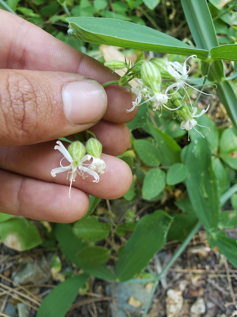Bridges' Catchfly photo 7