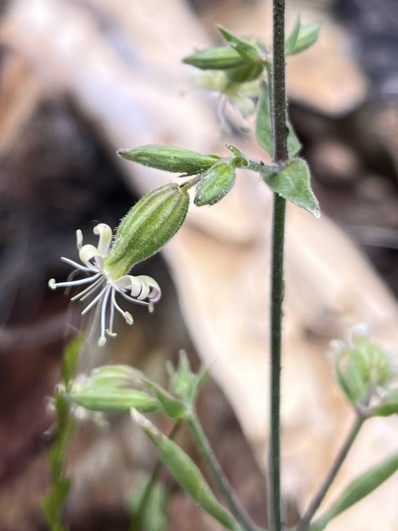 Bridges' Catchfly