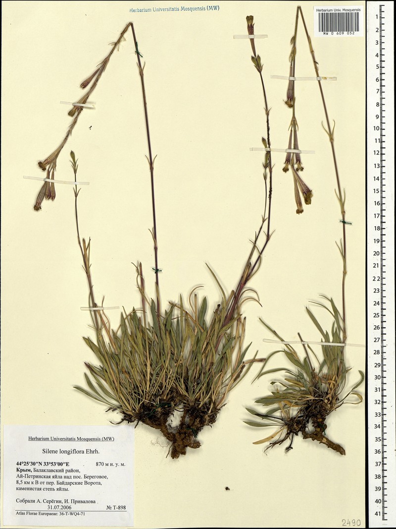 Silene bupleuroides subsp. bupleuroides