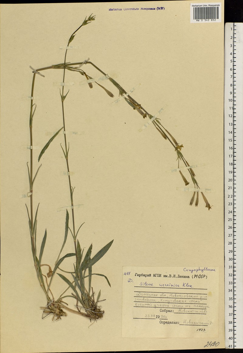 Silene bupleuroides subsp. bupleuroides photo 2
