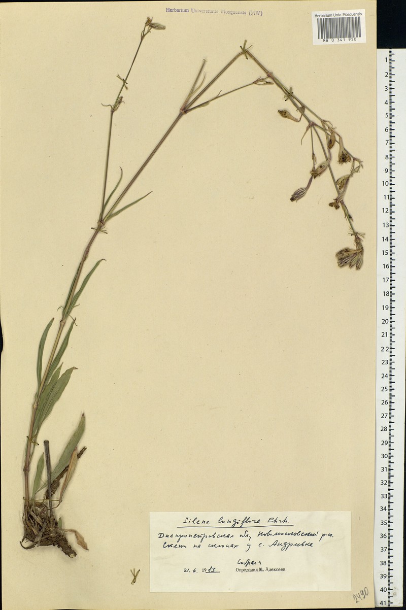 Silene bupleuroides subsp. bupleuroides photo 3