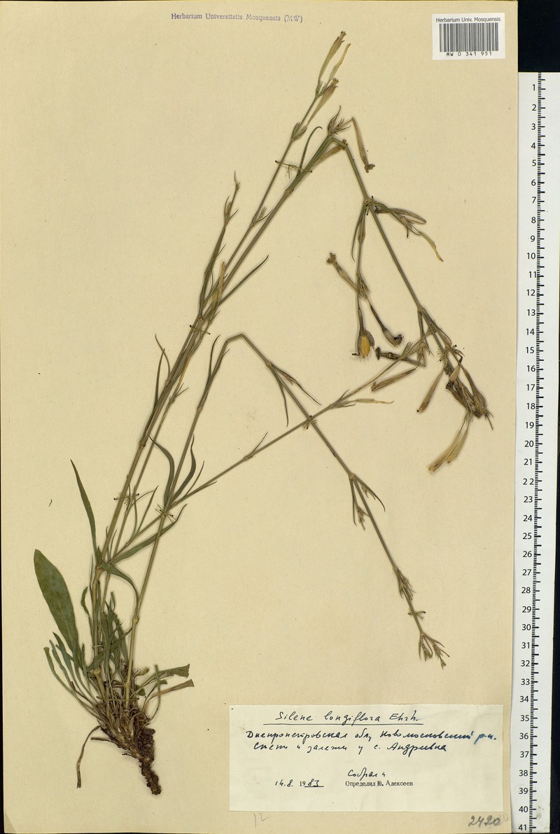 Silene bupleuroides subsp. bupleuroides photo 4