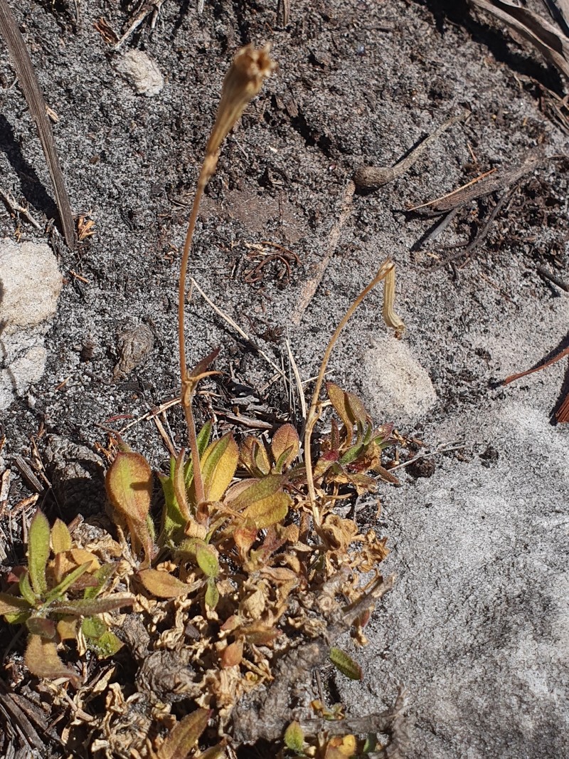 Silene burchellii subsp. burchellii
