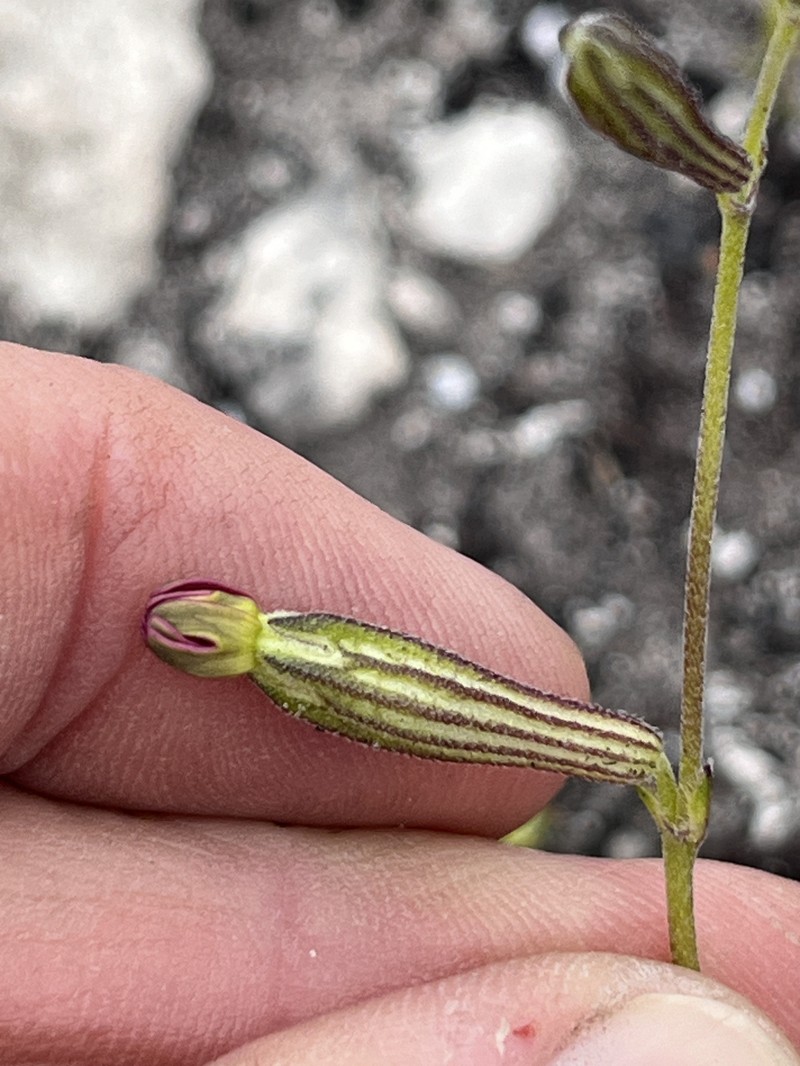 Silene burchellii subsp. burchellii photo 2