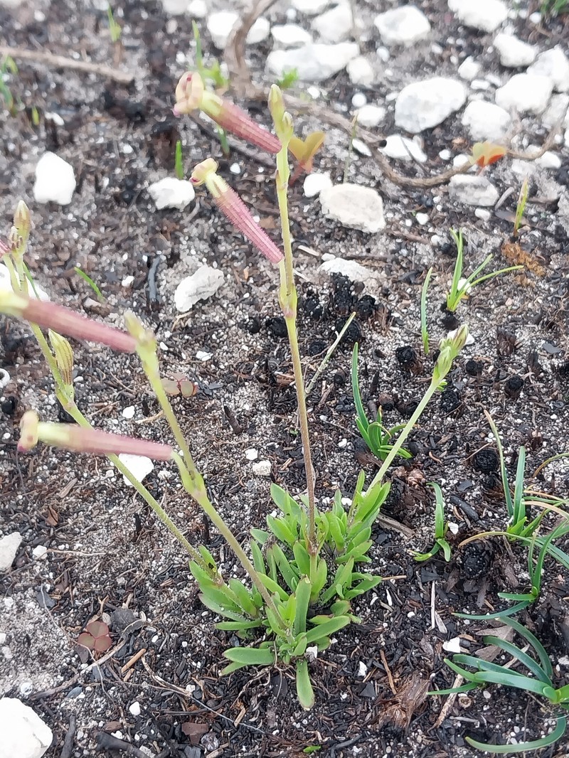Silene burchellii subsp. burchellii photo 3