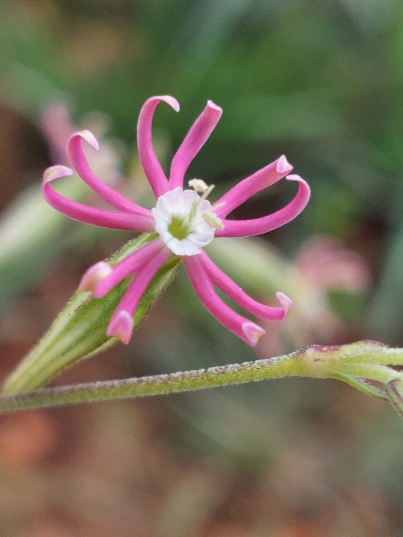 Silene burchellii subsp. burchellii photo 4