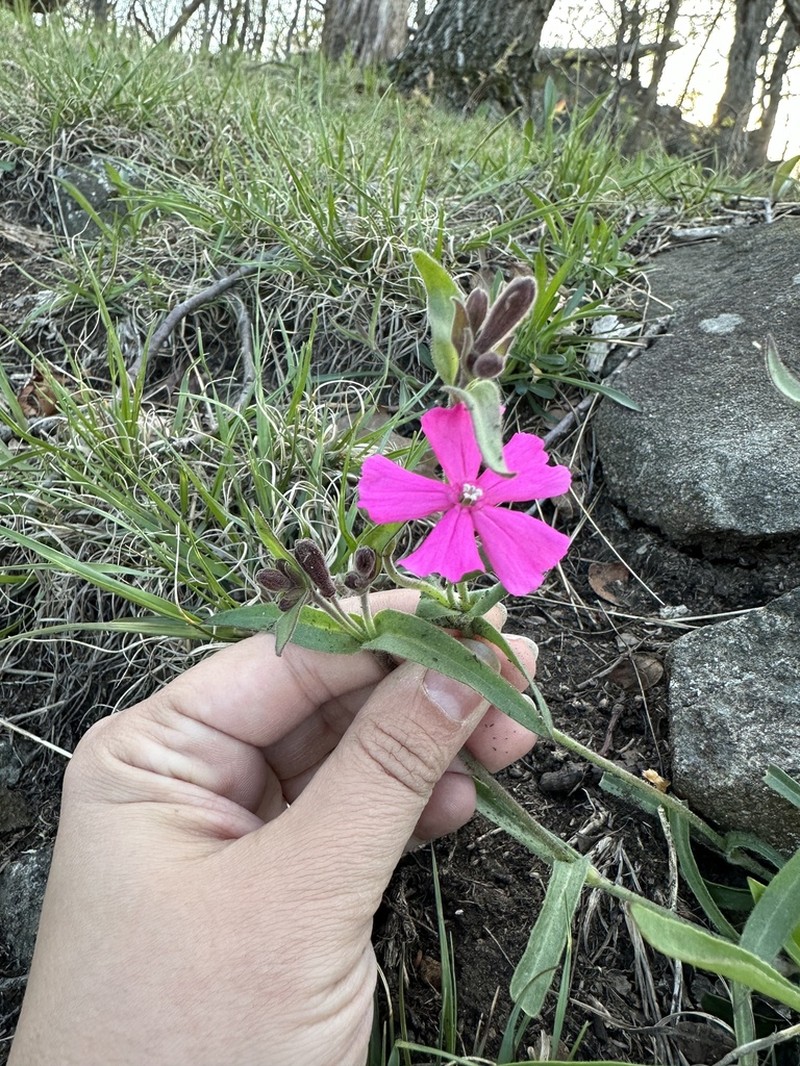 Sticky Catchfly photo 3
