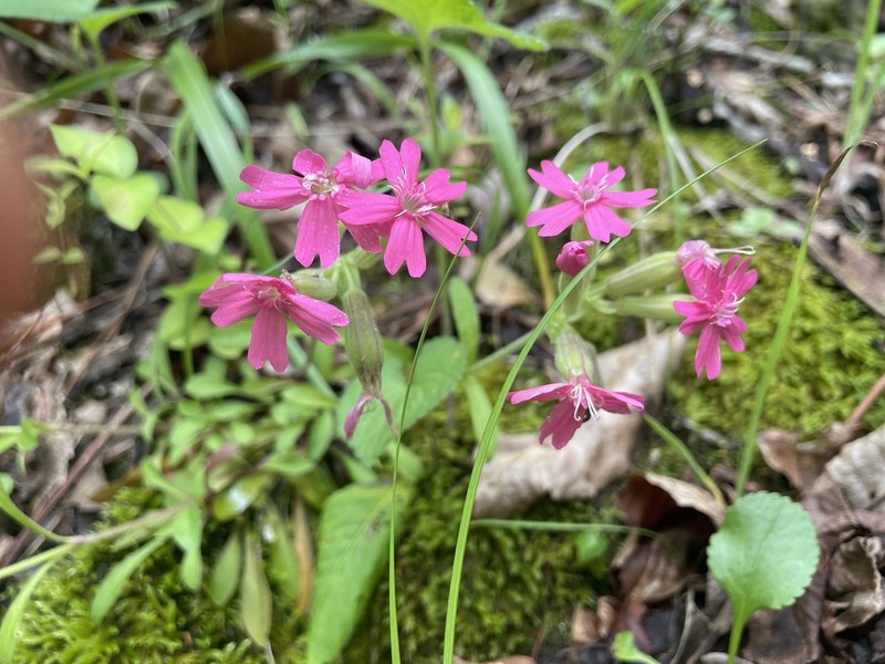 Sticky Catchfly photo 4