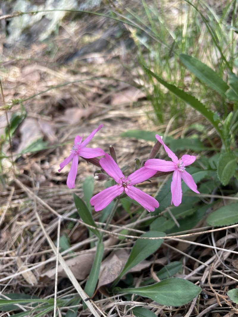 Sticky Catchfly photo 5